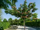 albizia-AdobeStock_493195893.webp