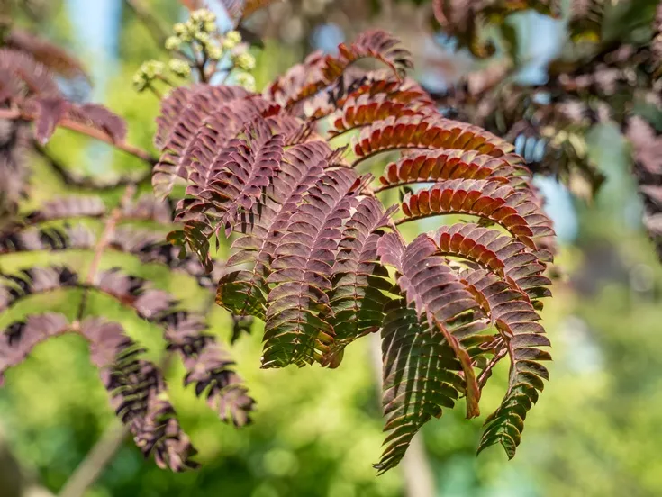 Albizia julibrissin Evey S Pride-AdobeStock_362164731.webp