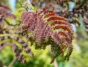 Albizia julibrissin Evey S Pride-AdobeStock_362164731.webp
