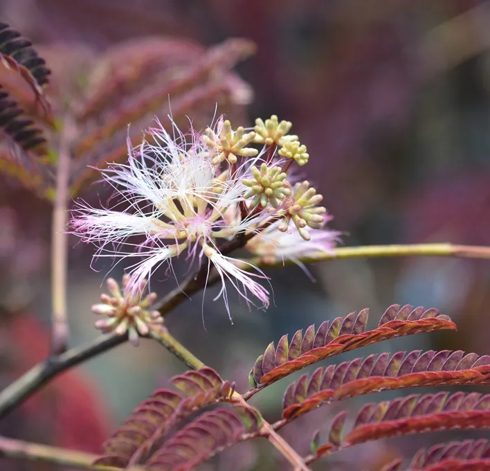 Albizia julibrissin Evey S Pride-AdobeStock_233420744.webp