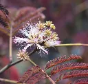 Albizia julibrissin Evey S Pride-AdobeStock_233420744.webp