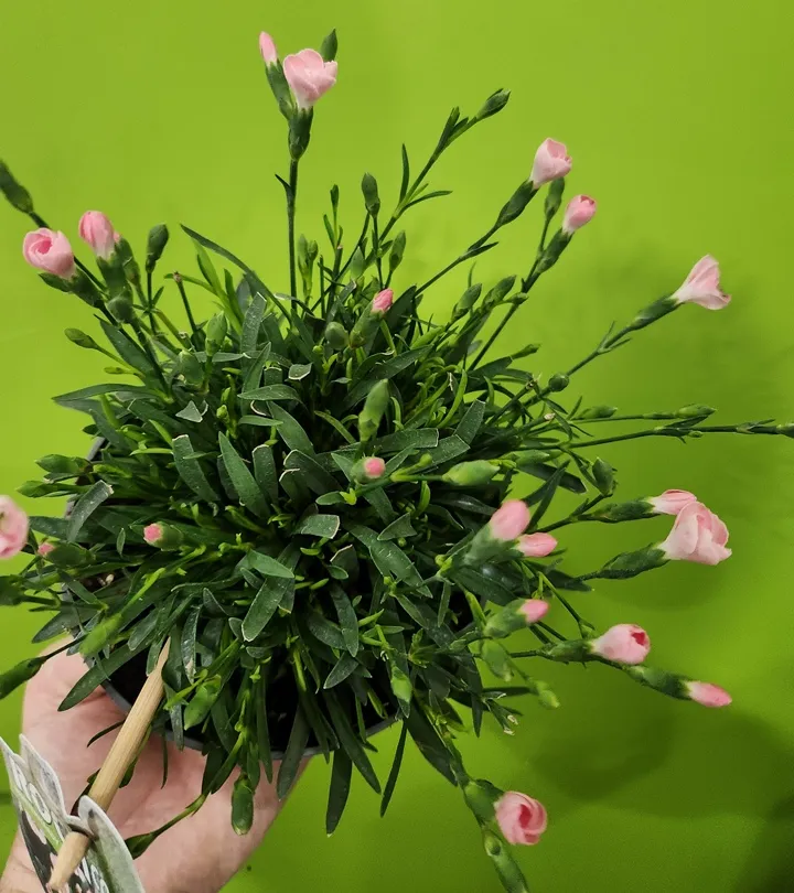 dianthus-rock-20260226_174750.webp