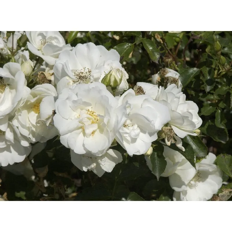 Rosier Schneeflocke-3.webp