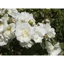 Rosier Schneeflocke-3.webp