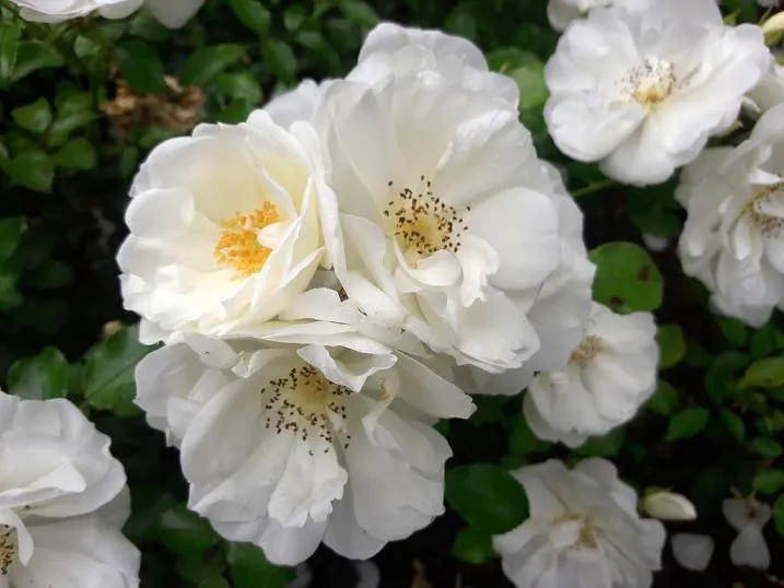 Rosier Schneeflocke-1.webp