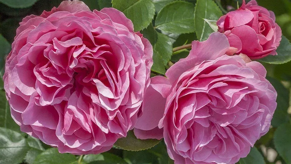 Rosier Leonardo Da Vinci.webp