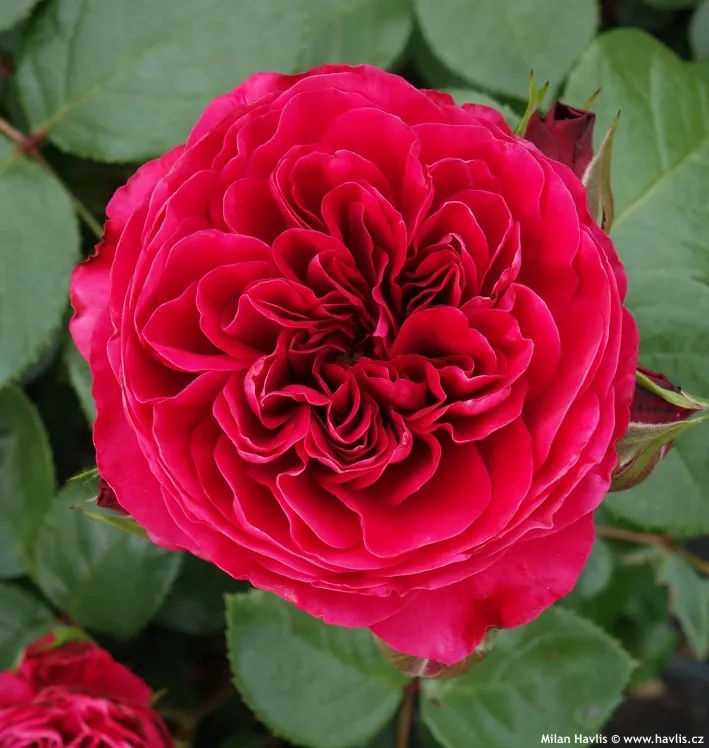 Rosier Leonardo Da Vinci Red -2.webp