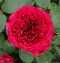 Rosier Leonardo Da Vinci Red -2.webp