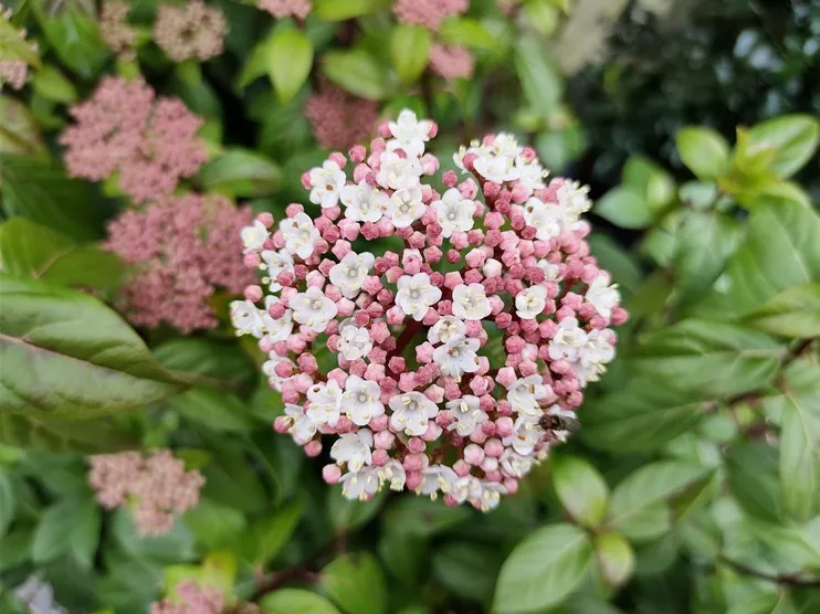 Viburnum tinus Eve Price-AdobeStock_825088216.webp