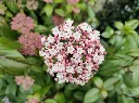 Viburnum tinus Eve Price-AdobeStock_825088216.webp