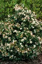 Viburnum tinus-AdobeStock_729388700.webp
