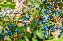 Viburnum tinus-AdobeStock_184738210.webp