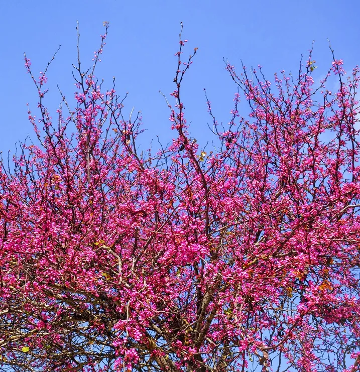 Cercis canadensis Rising Sun-AdobeStock_1089955702.webp