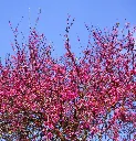 Cercis canadensis Rising Sun-AdobeStock_1089955702.webp