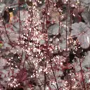 Heuchera Obsidian-fleurs.webp
