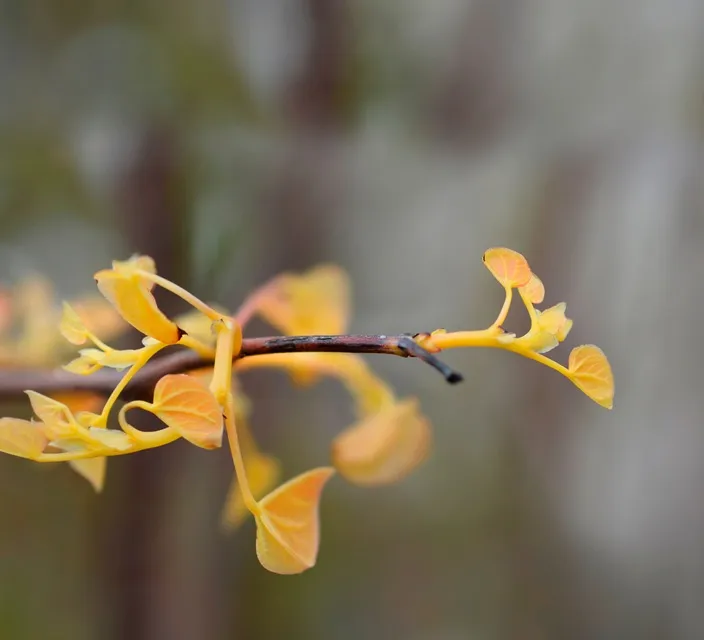 Cercis canadensis Rising Sun-AdobeStock_532731394.webp