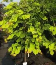 Cercis canadensis Rising Sun-2.webp