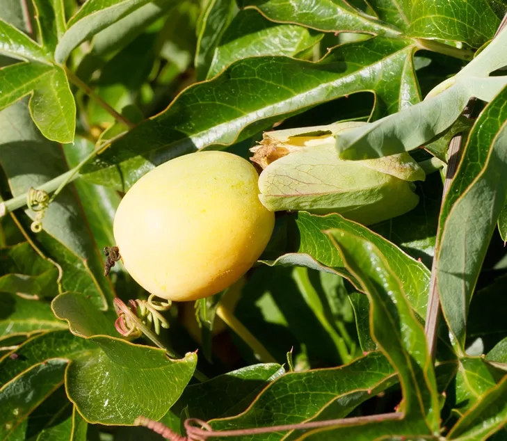 Passiflora caerulea-AdobeStock_273121449.webp