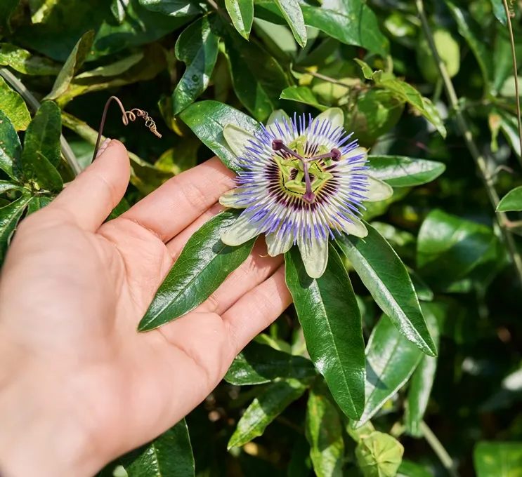 Passiflora caerulea-AdobeStock_641344152.webp