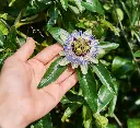 Passiflora caerulea-AdobeStock_641344152.webp