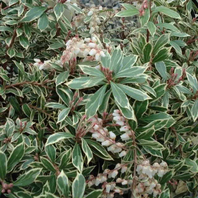 Pieris japonica Little Heath-1.webp