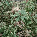 Pieris japonica Little Heath-1.webp