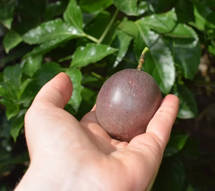 Passiflora Edulis-AdobeStock_386161727.webp