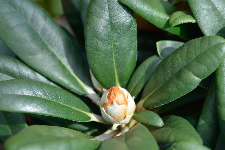 Rhododendron yakushimanum Fantastica -AdobeStock_858983664.webp