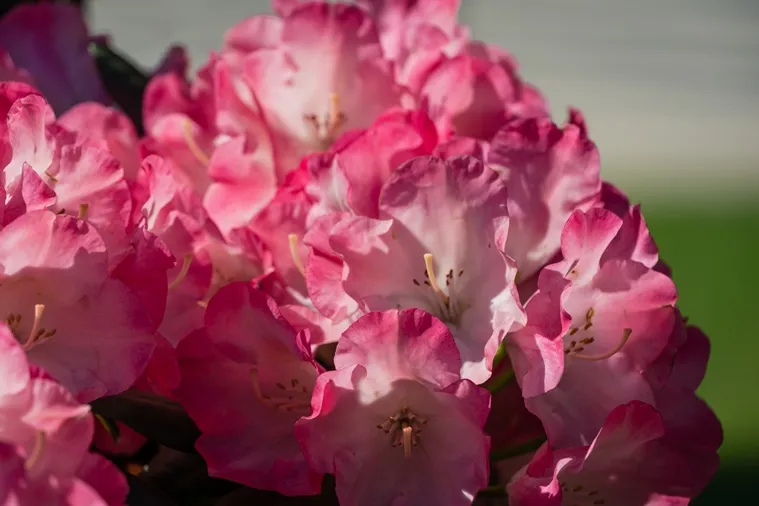 Rhododendron yakushimanum Fantastica -AdobeStock_501735189.webp