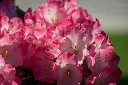 Rhododendron yakushimanum Fantastica -AdobeStock_501735189.webp
