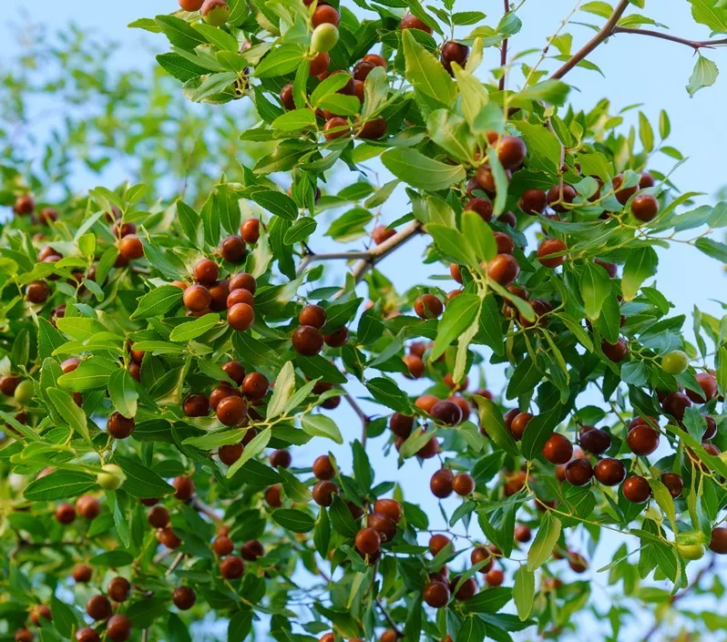 Ziziphus jujuba-AdobeStock_471075755.webp