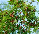 Ziziphus jujuba-AdobeStock_471075755.webp