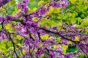Cercis siliquastrum-AdobeStock_1482598784.webp