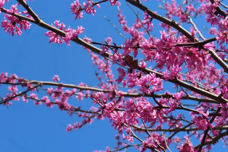 Cercis siliquastrum-AdobeStock_1721760824.webp