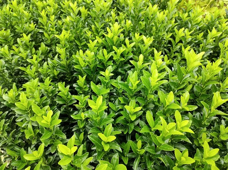 Euonymus japonicus Green Spire-AdobeStock_647240420.webp