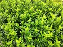 Euonymus japonicus Green Spire-AdobeStock_647240420.webp