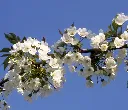 bigarreau-AdobeStock_671109191.webp
