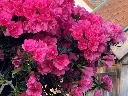 Azalea Cascadula Bright Rose-2.webp