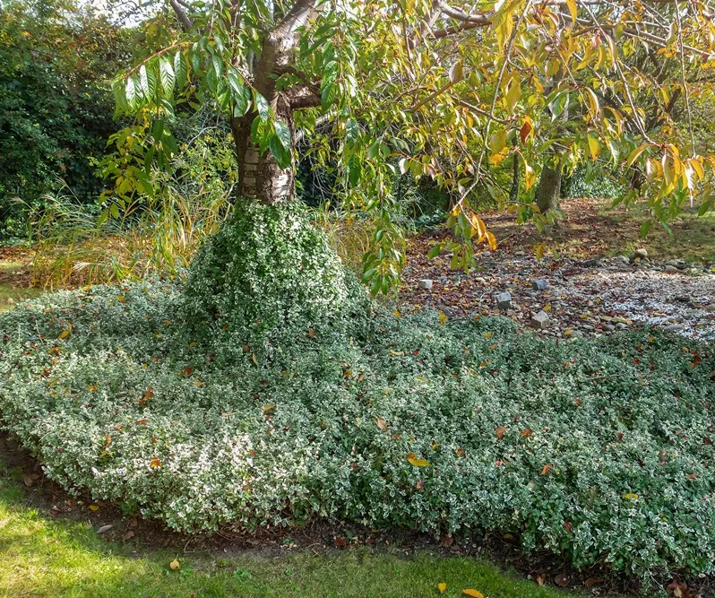 Euonymus fort Emerald Gayeti-AdobeStock_516622319.webp