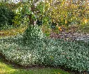 Euonymus fort Emerald Gayeti-AdobeStock_516622319.webp