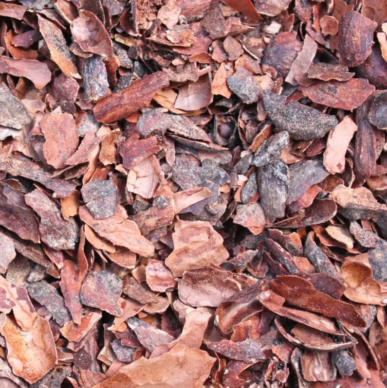 cacao-détails.webp