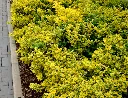 Euonymus fortunei Emerald gold-AdobeStock_353383532.webp