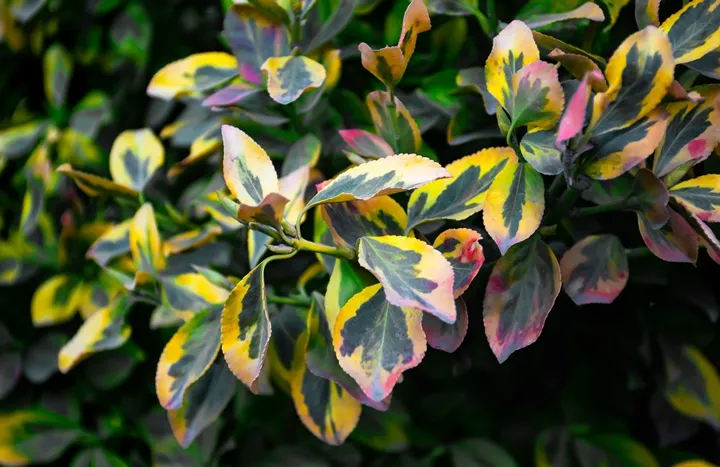 Euonymus fortunei Emerald gold-AdobeStock_478785131.webp