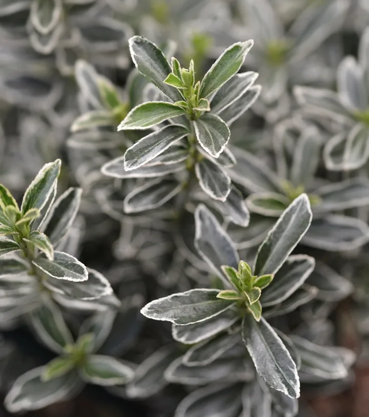 Euonymus japonicus Microphyllus Albovariegatus-AdobeStock_322043868.webp