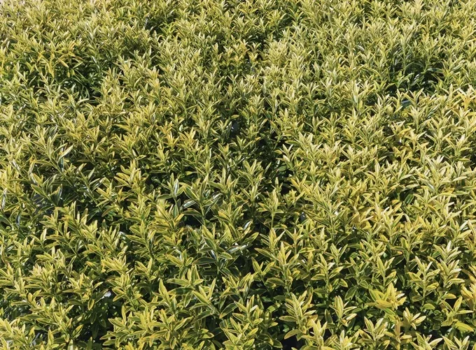 Euonymus japonicus Microphyllus Aureovariegatus-AdobeStock_964012932.webp