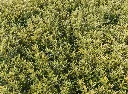 Euonymus japonicus Microphyllus Aureovariegatus-AdobeStock_964012932.webp