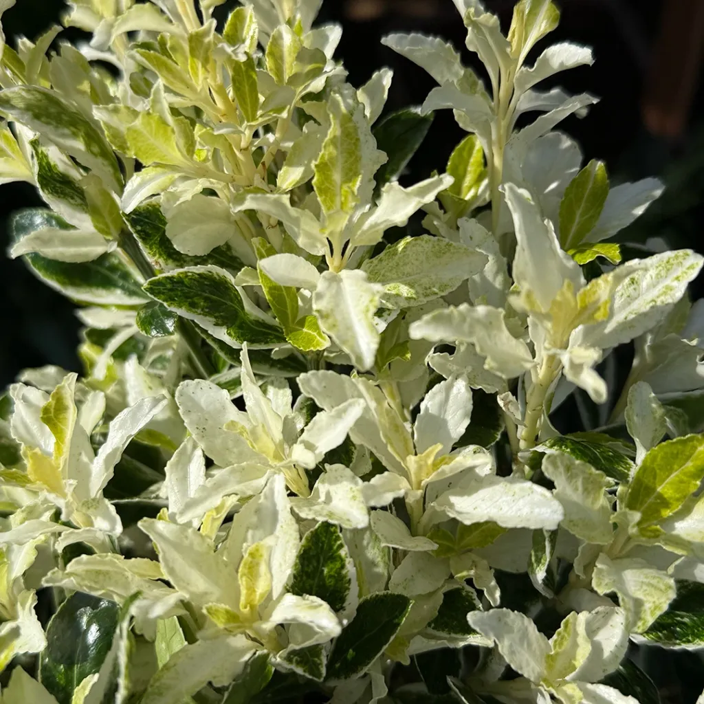 Euonymus fortunei Pierrolino.webp