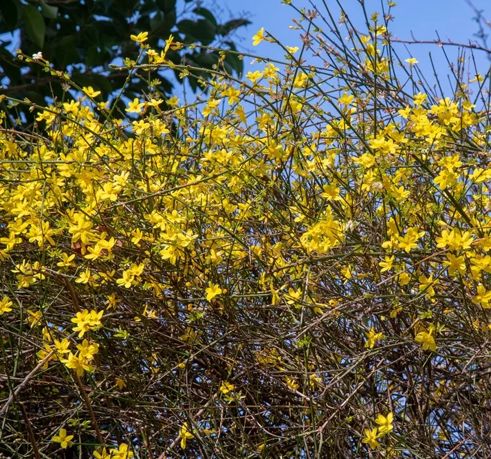 Jasminum nudiflorum-AdobeStock_254967237.webp