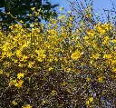 Jasminum nudiflorum-AdobeStock_254967237.webp