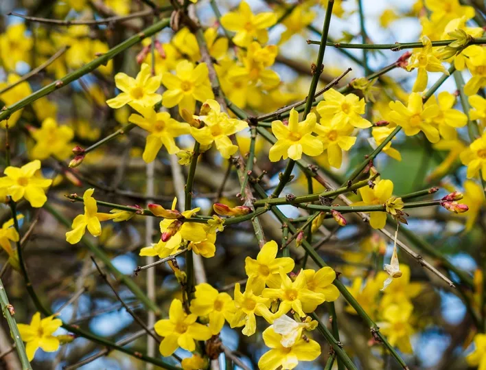 -Jasminum nudiflorumAdobeStock_318689800.webp